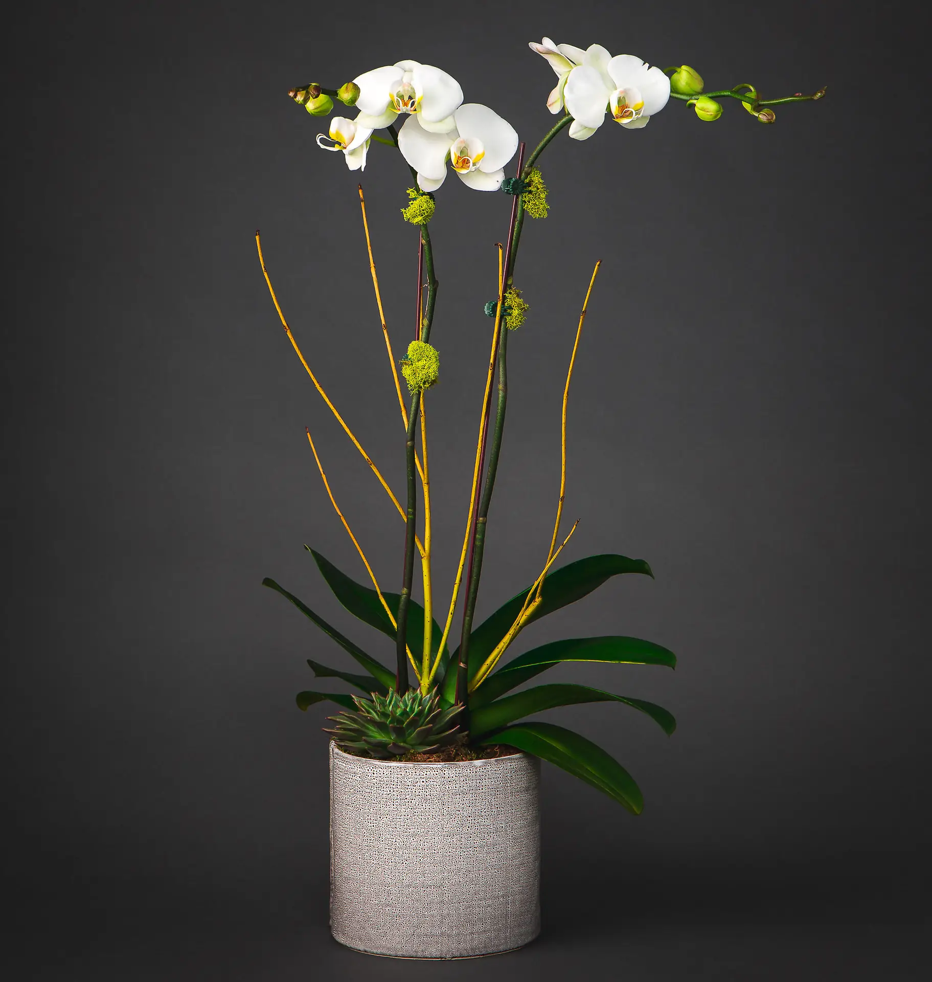 orchid flower