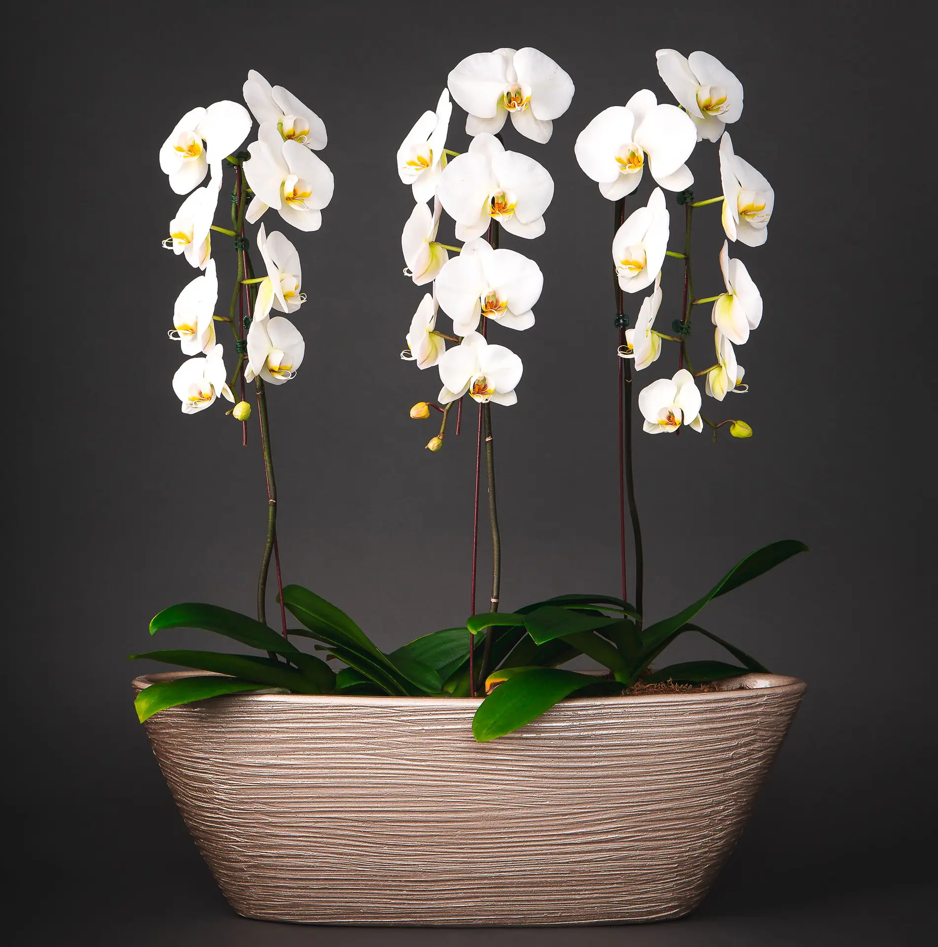 orchids