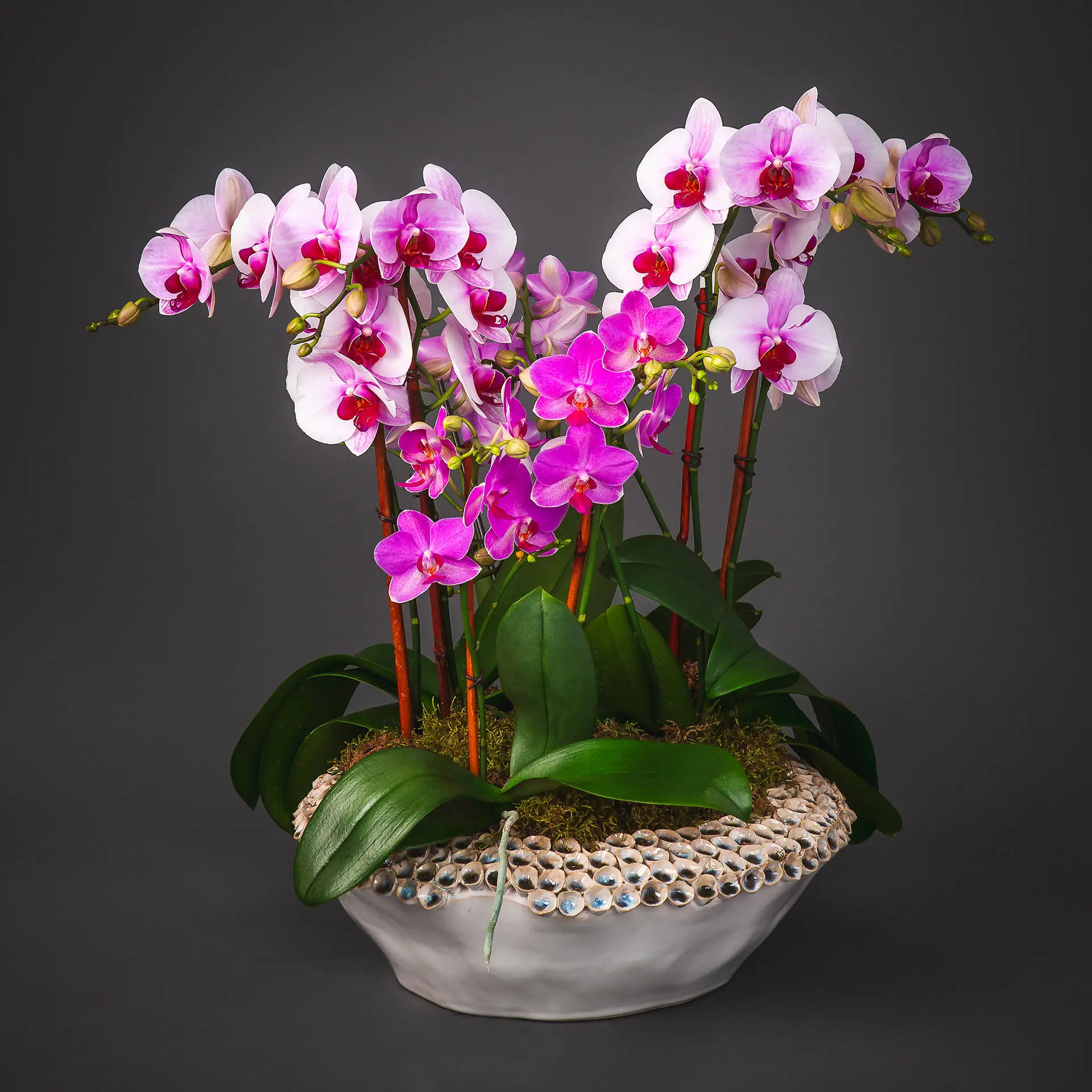 Flowering Plant