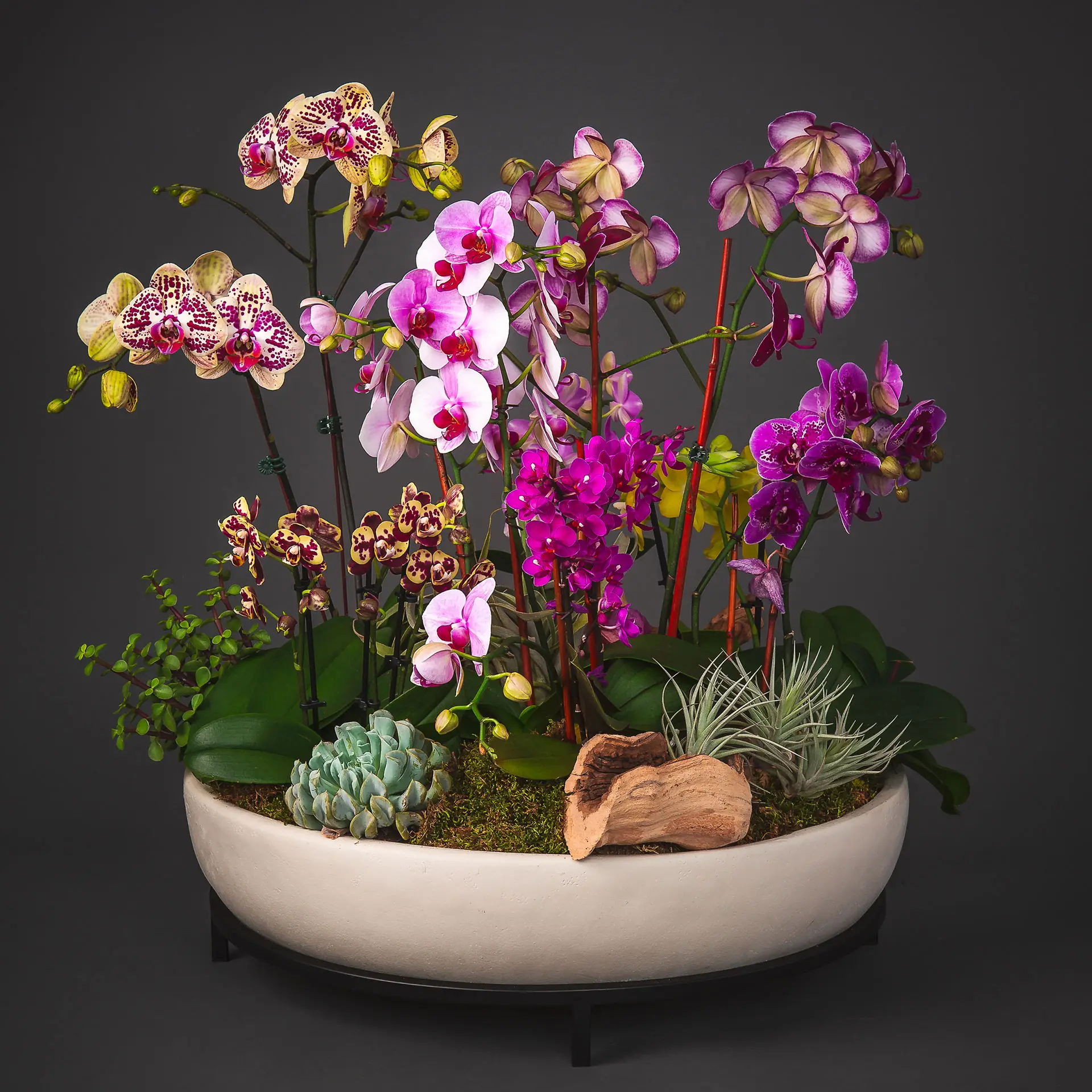 Flowering Plant