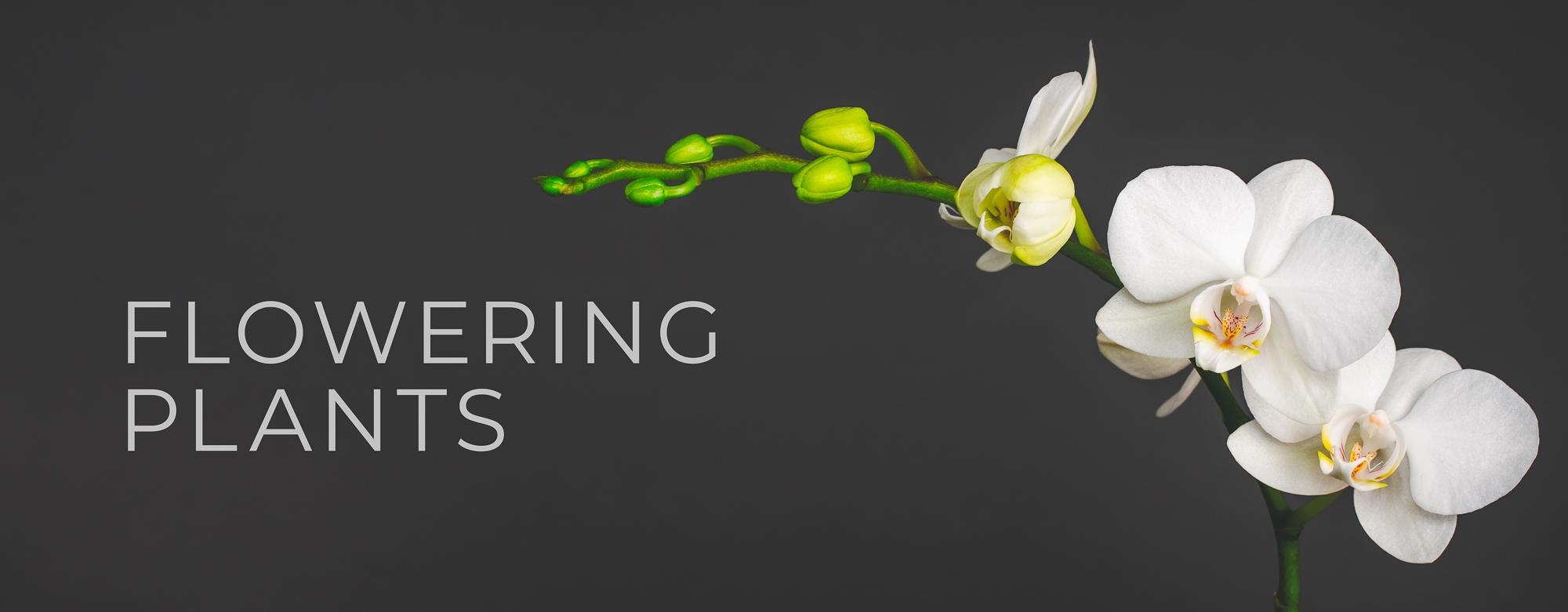 flowering plants header