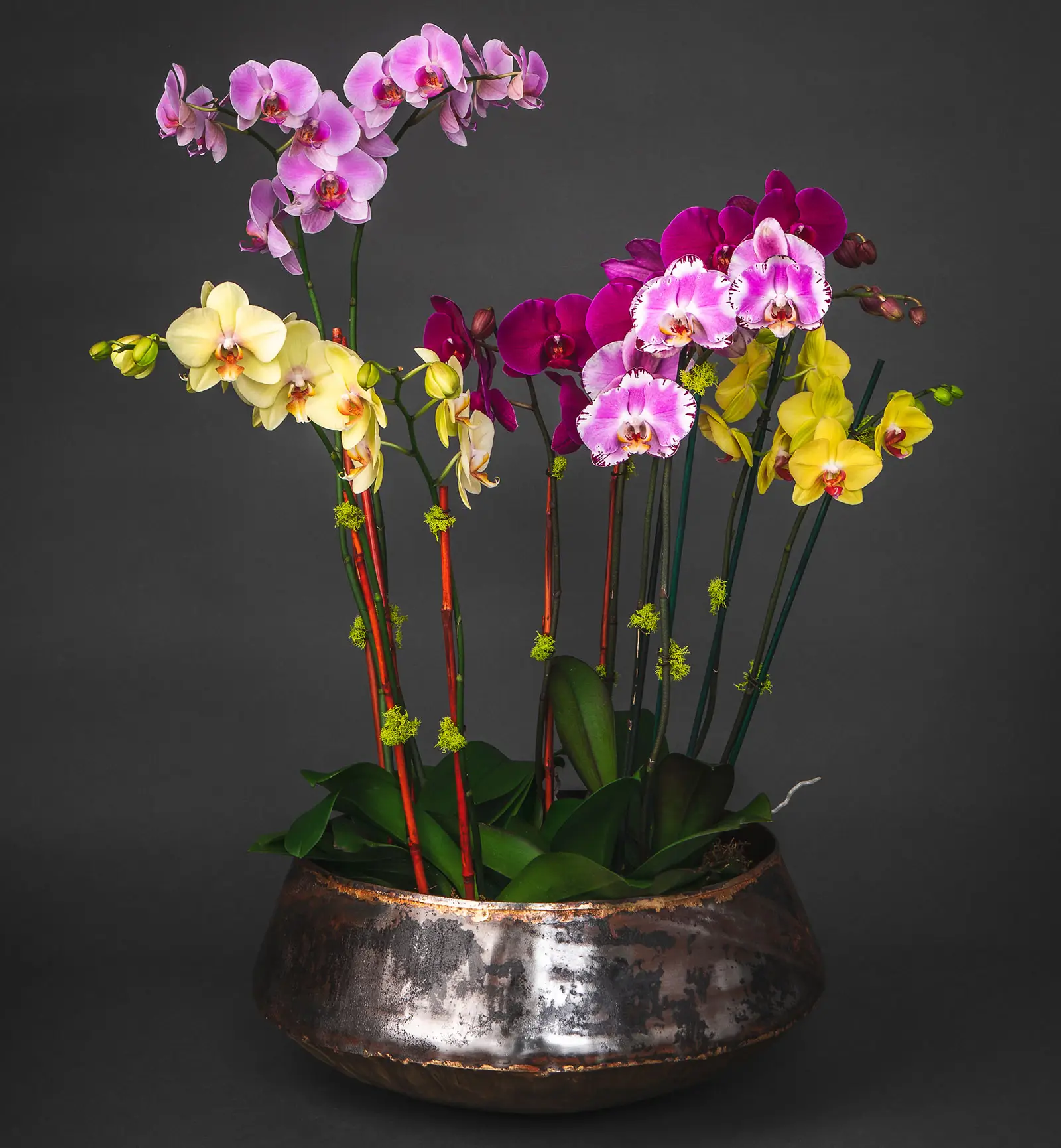 Verde Flowering Plant