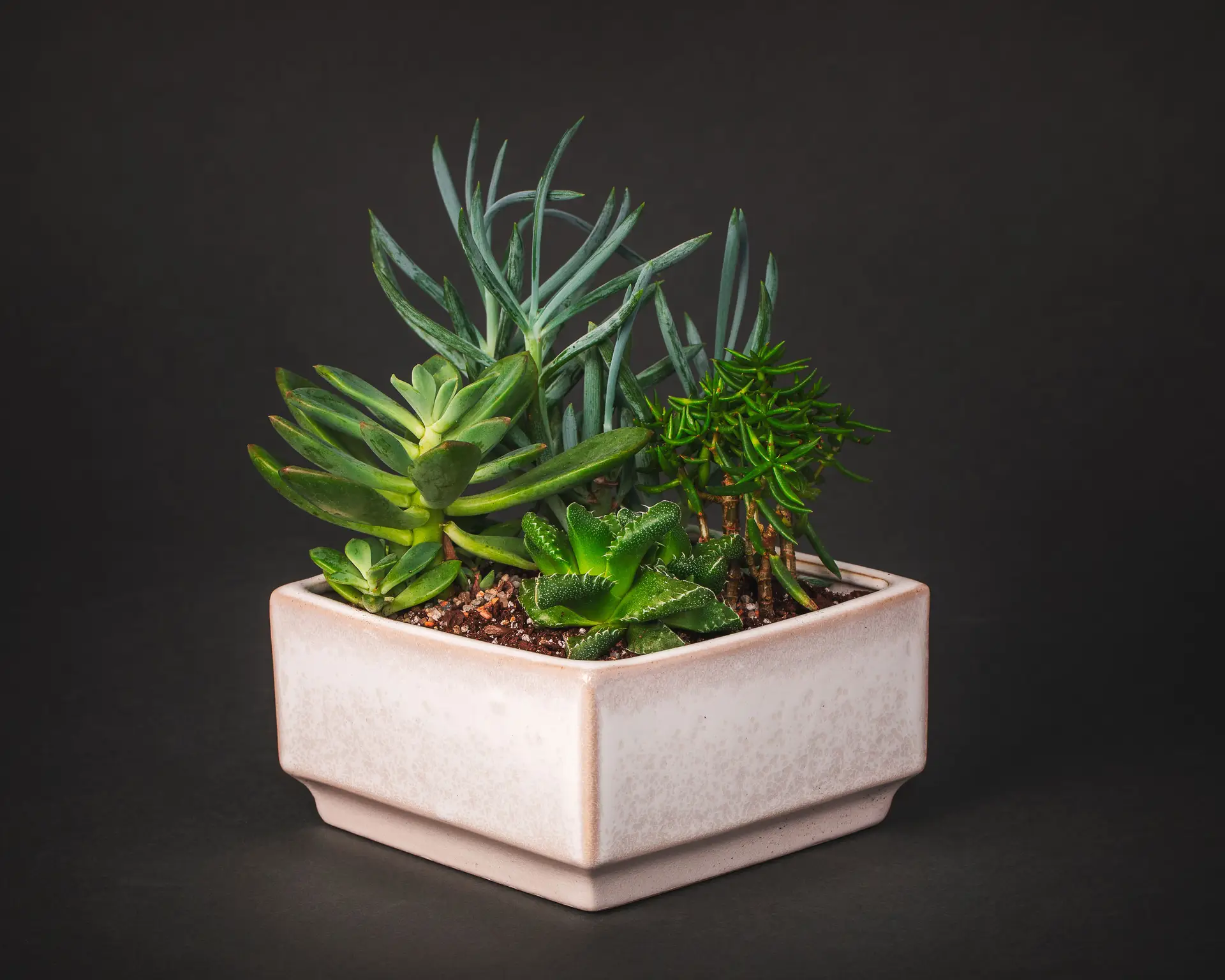 Container Gardening Collection