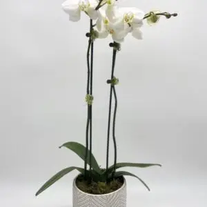Double-stem Orchid