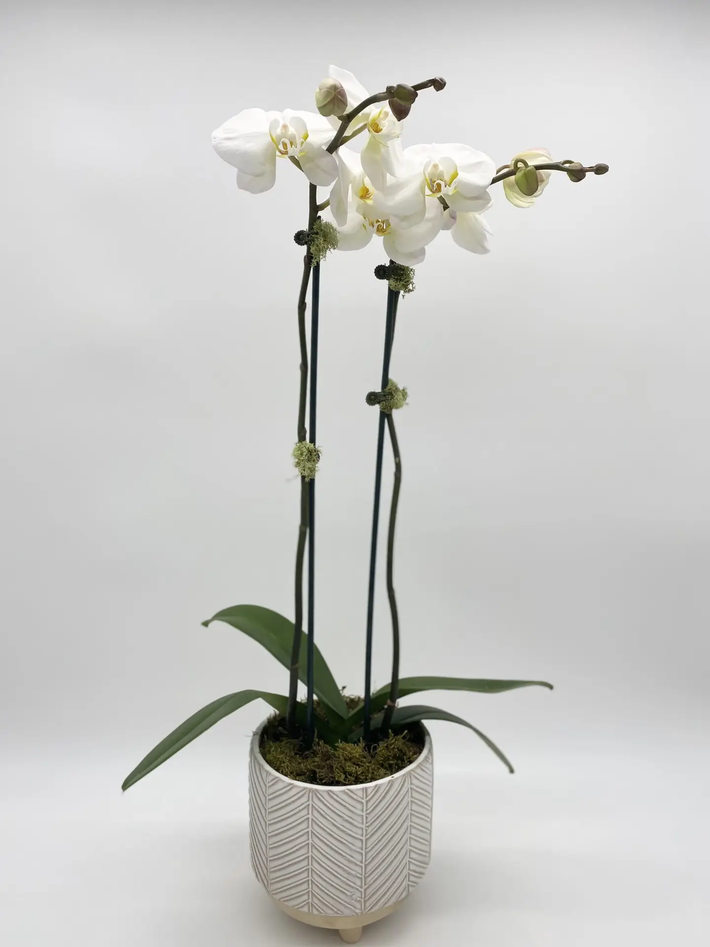 Double-stem Orchid