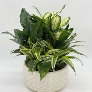 Indoor Dish Garden
