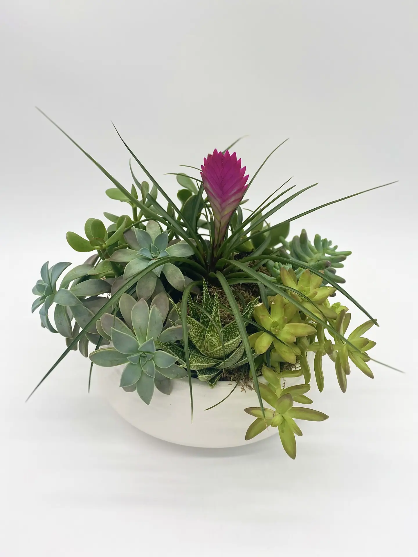 Succulent Dish Garden
