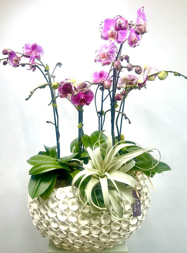 Large Luanda Bowl Orchid Dish Garden