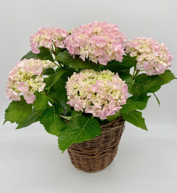 Hydrangea Basket