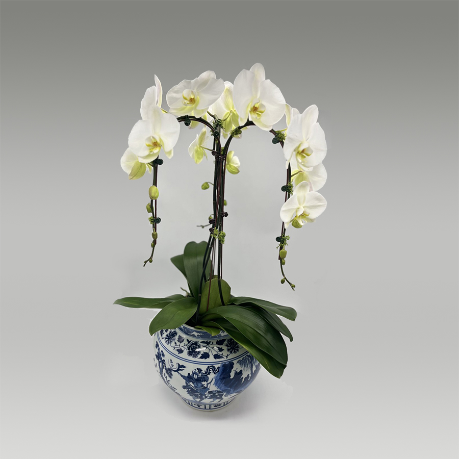 Orchid Dish Garden | Verde Floral Designs