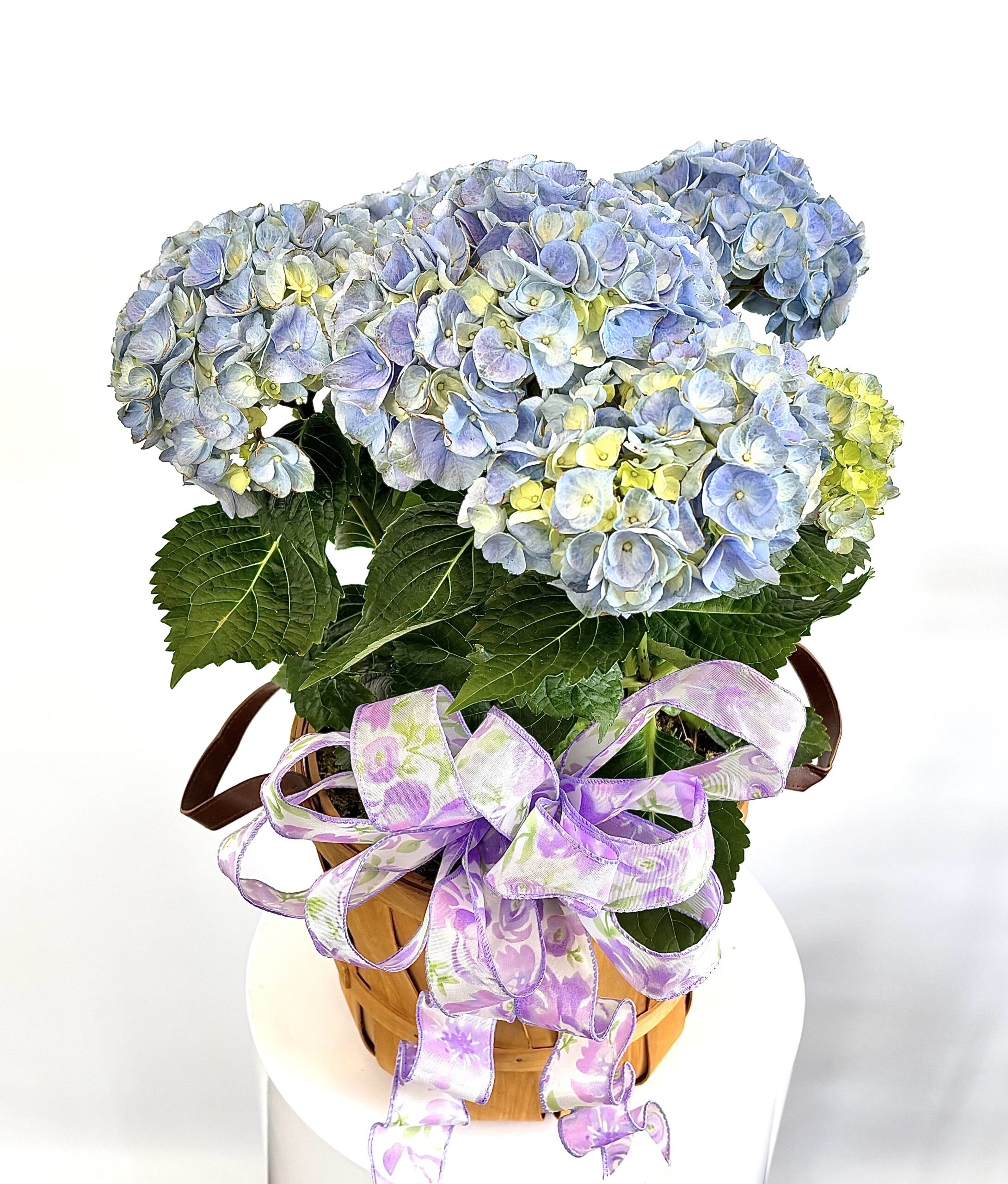 Hydrangea Basket
