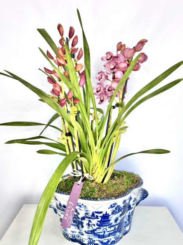 Chinoiserie  Cymbidium Orchid Dish Garden