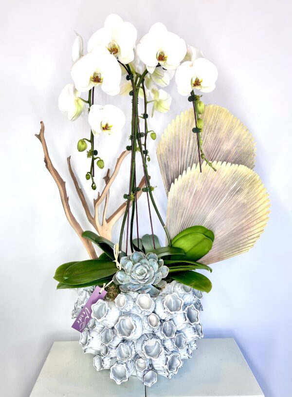 Marine Vase Orchid Dish Garden