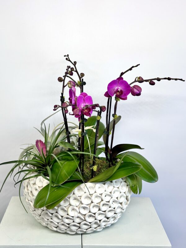 Luanda Bowl Orchid Dish Garden