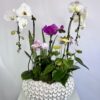 Large Luanda Bowl Orchid Dish Garden - Image 2