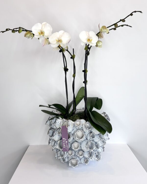 Marine Vase Orchid Dish Garden