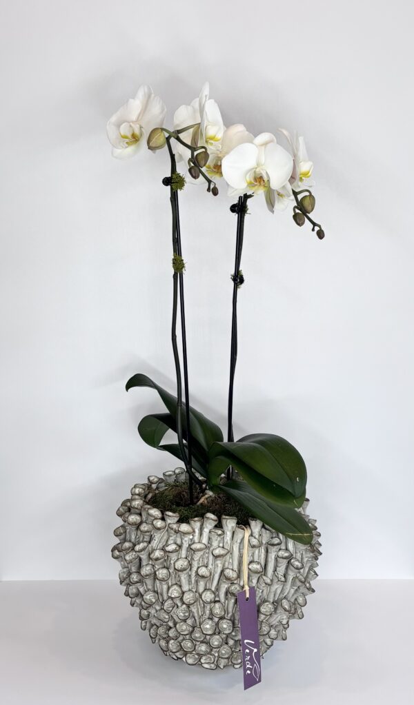 Surreal Orchid