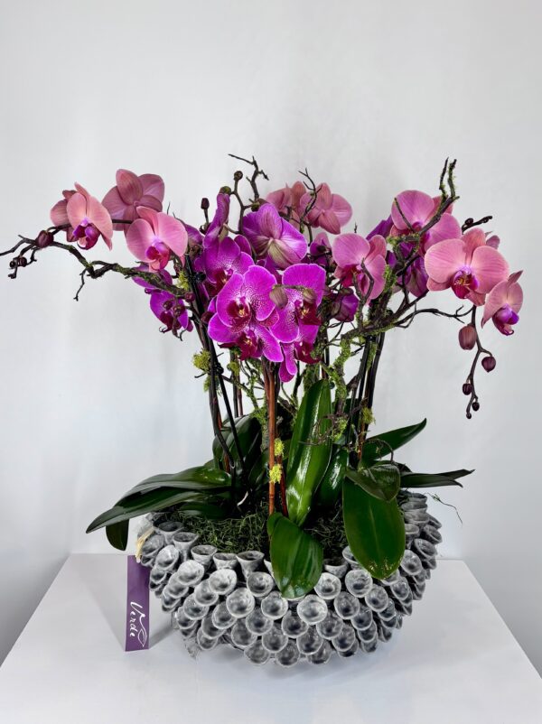 Iris Bowl Orchid Dish Garden