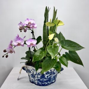 Chinoiserie Orchid Dish Garden