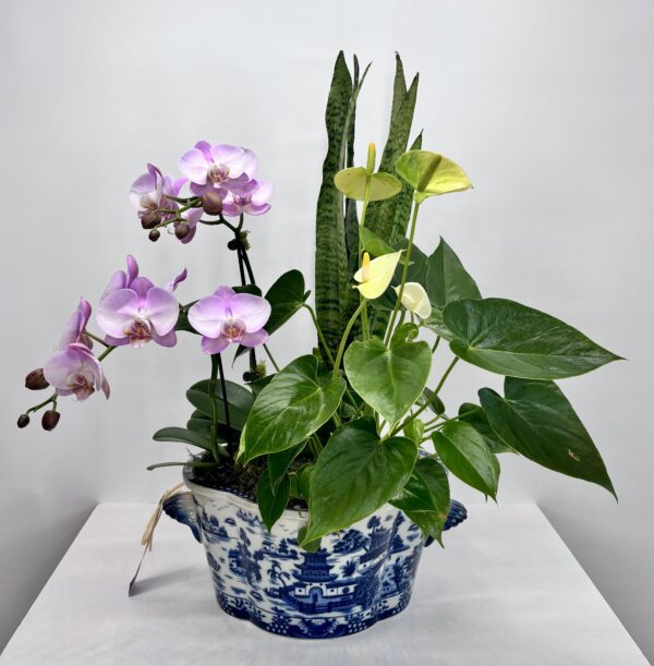 Chinoiserie Orchid Dish Garden