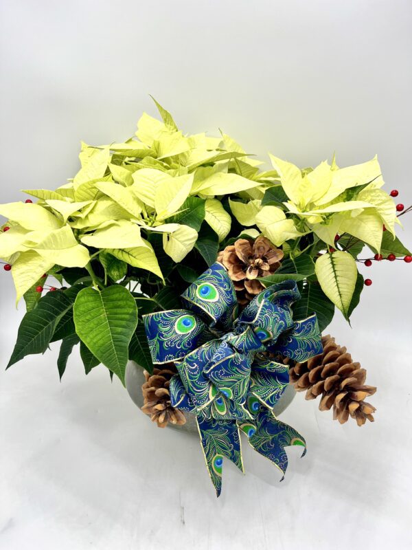 Poinsettia Dish Garden