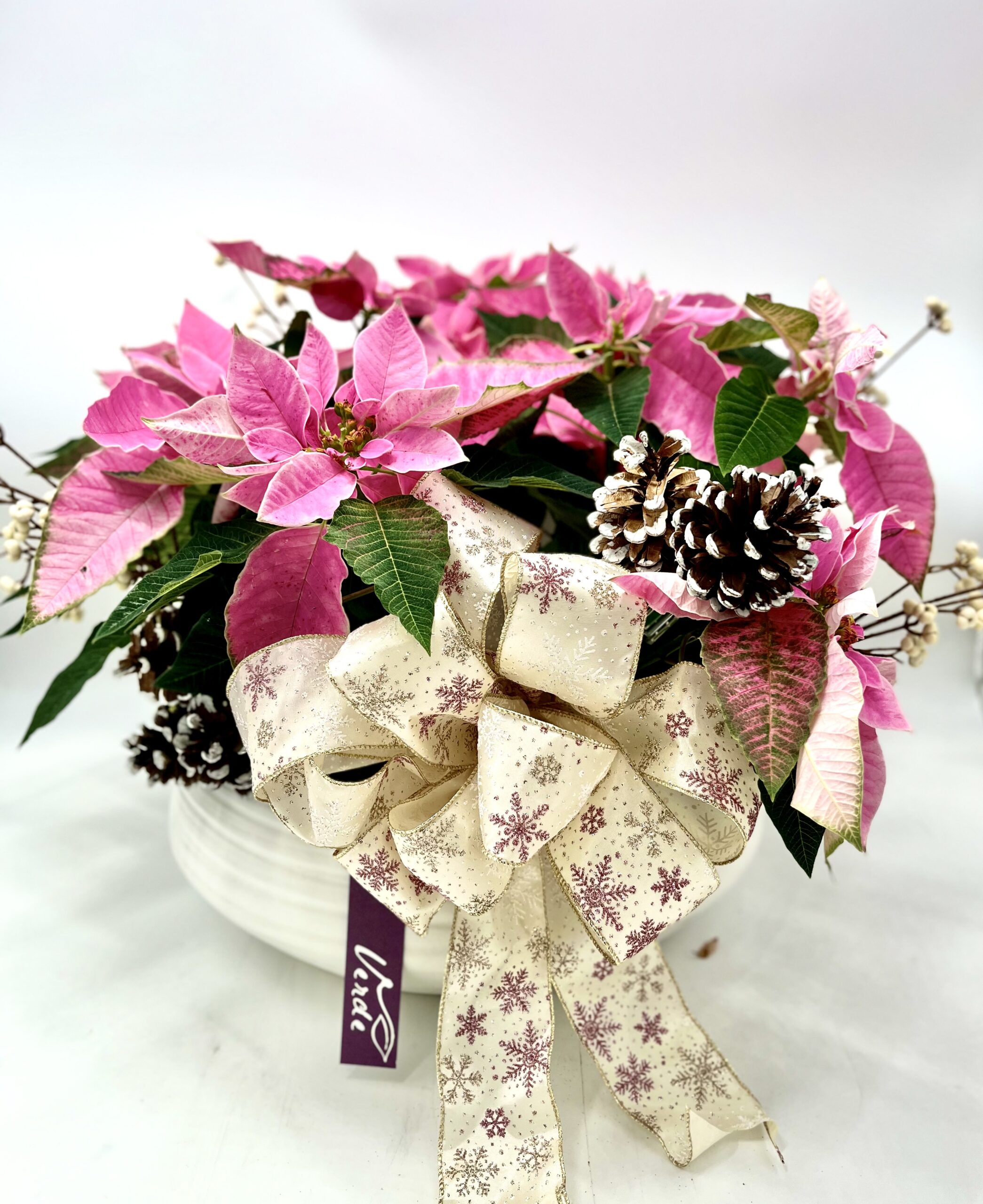 Pretty in Pink Poinsettia Dish Garden