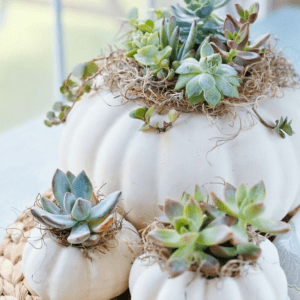 Succulent Pumpkin Workshop