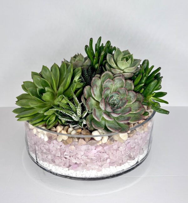 Succulent Rock Garden