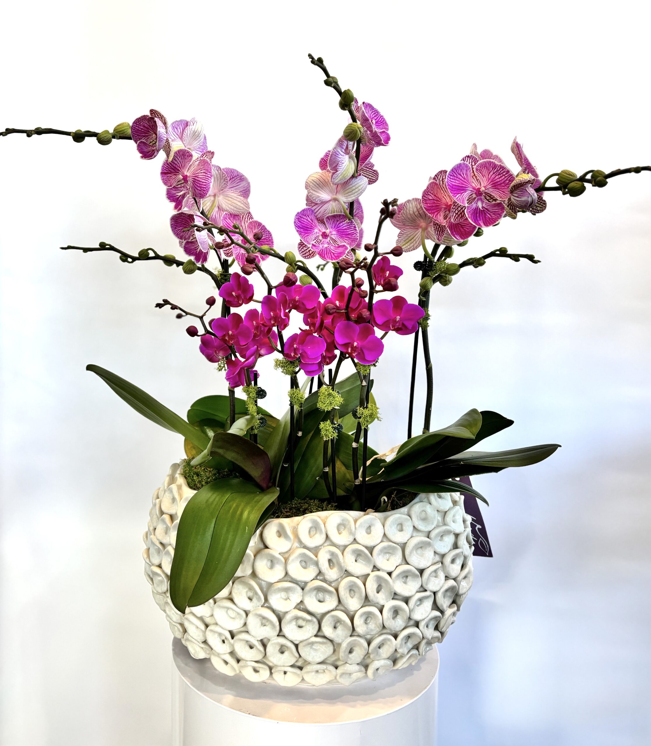 Luanda Bowl Orchid Dish Garden