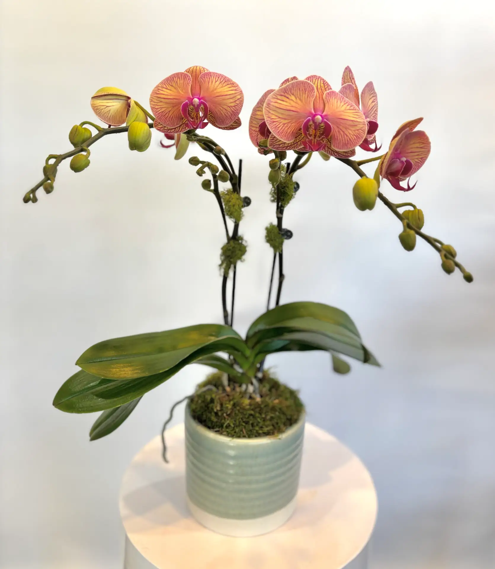 The Painted Orchid