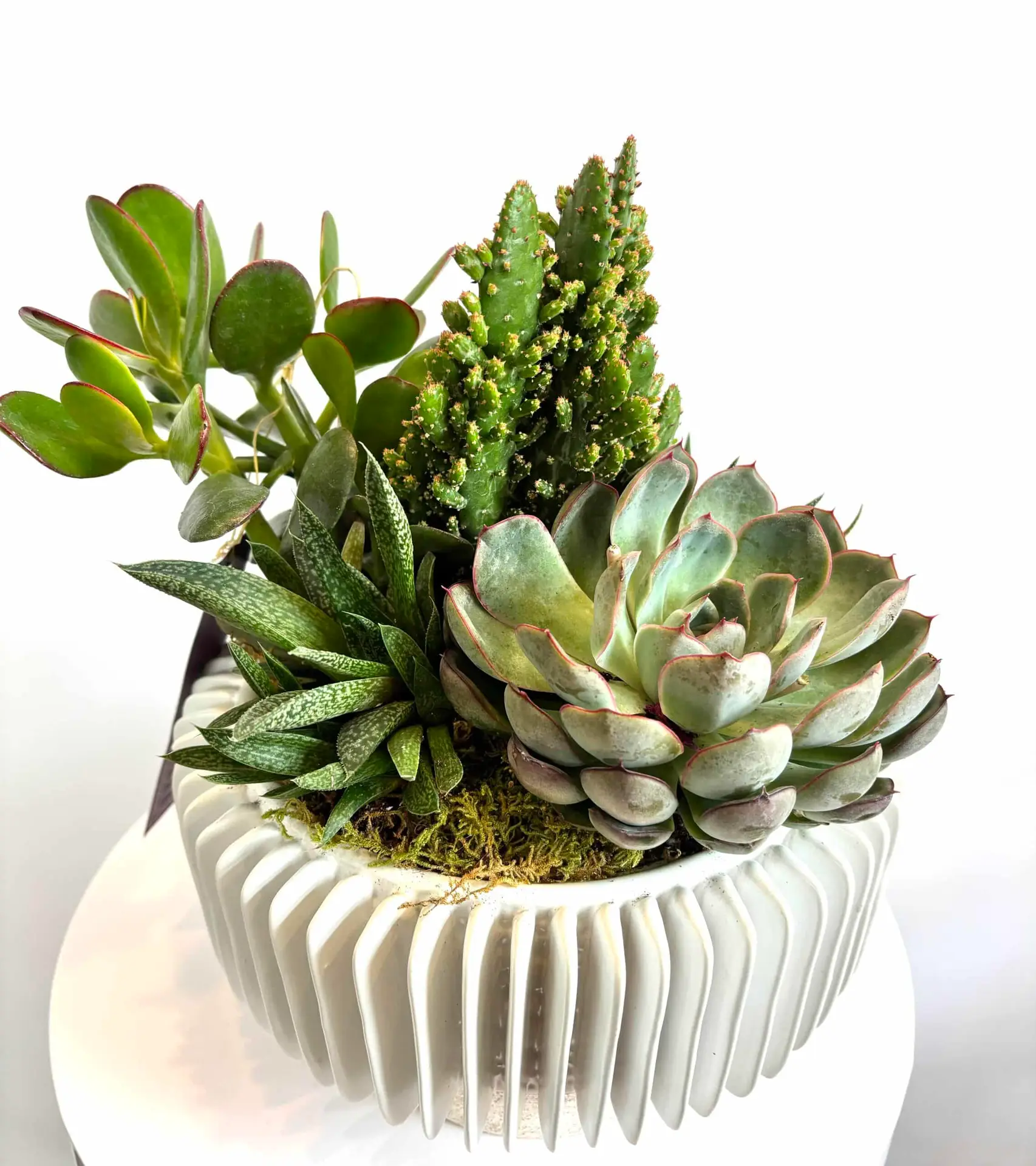 Ridgeline Succulent Garden - Image 2