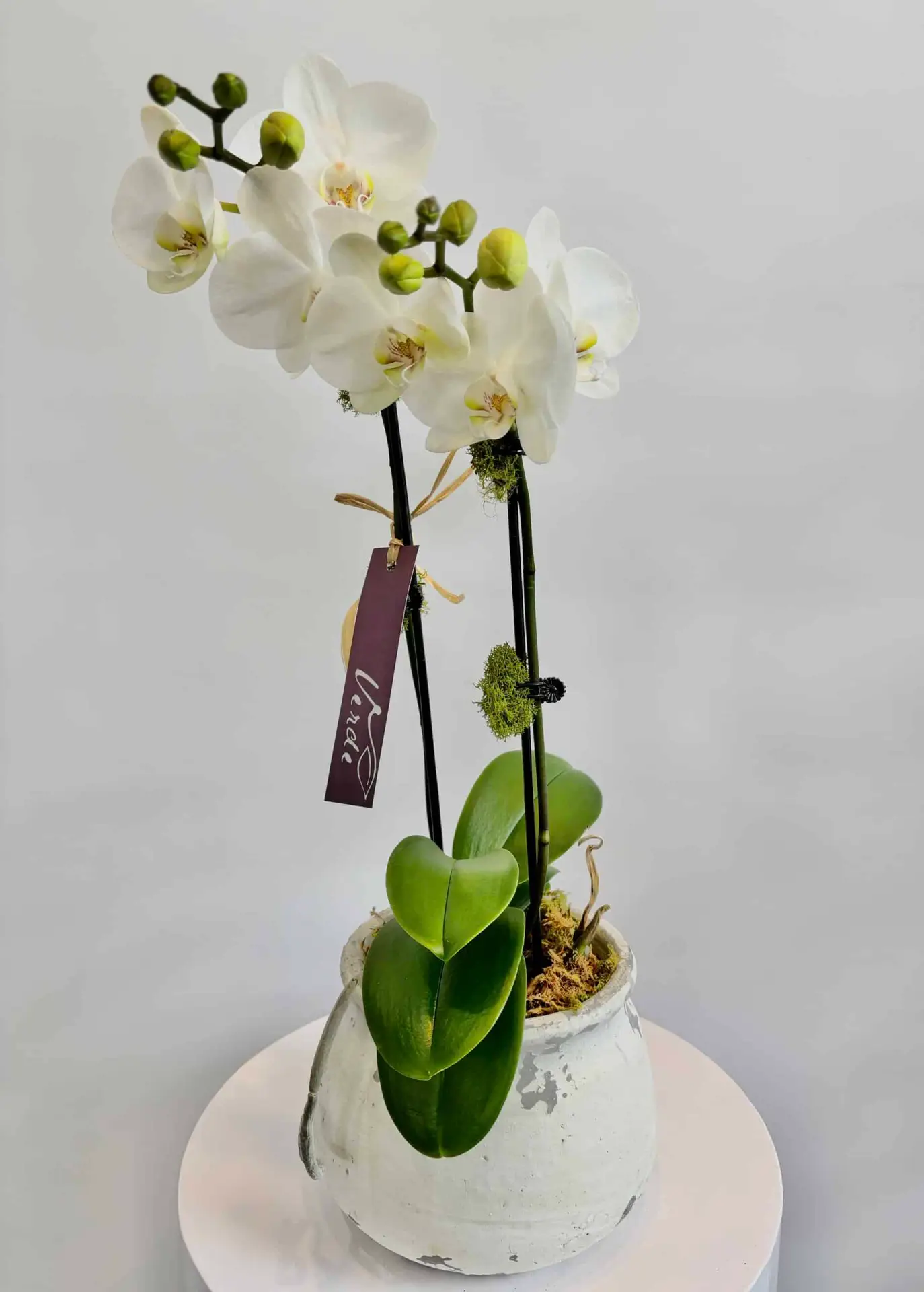 Cottage Bloom Orchid